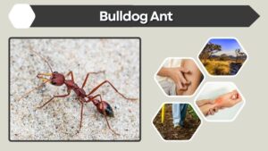 Bulldog Ant: Bite, Sting, Size, Habitat and Facts