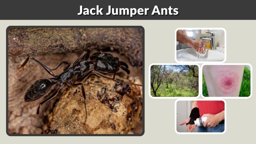 Jack Jumper Ants: Bite, Sting, Size, Habitat & Control