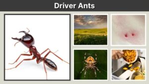 Driver Ants: Facts, Size, Queen, Swarms and Bite Risk