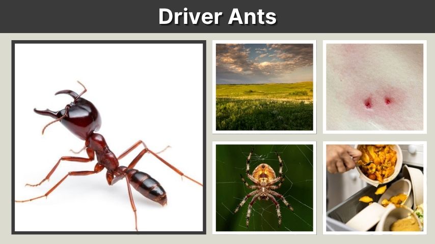 Driver Ants: Facts, Size, Queen, Swarms and Bite Risk
