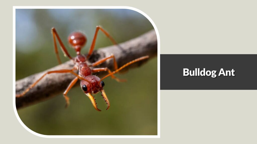 Bulldog Ant