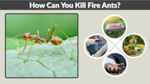 How Can You Kill Fire Ants? Effective and Natural Solutions