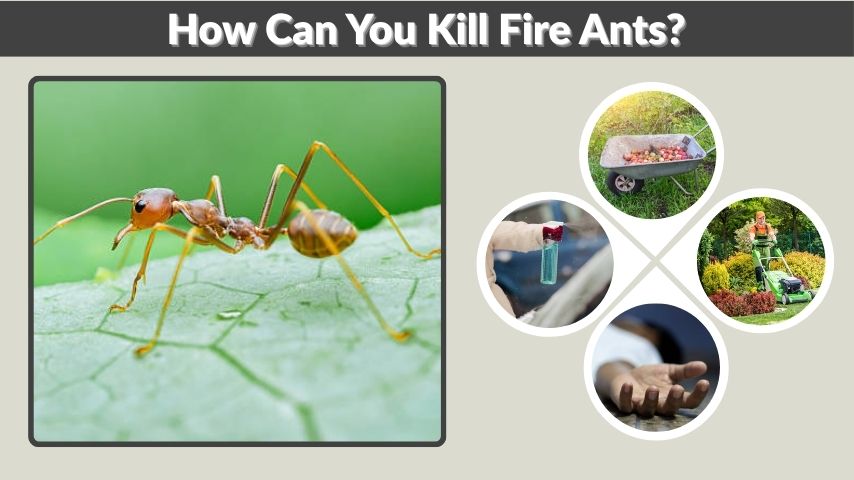 How Can You Kill Fire Ants? Effective and Natural Solutions