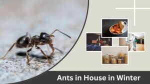 Ants in House in Winter: Causes and Solutions
