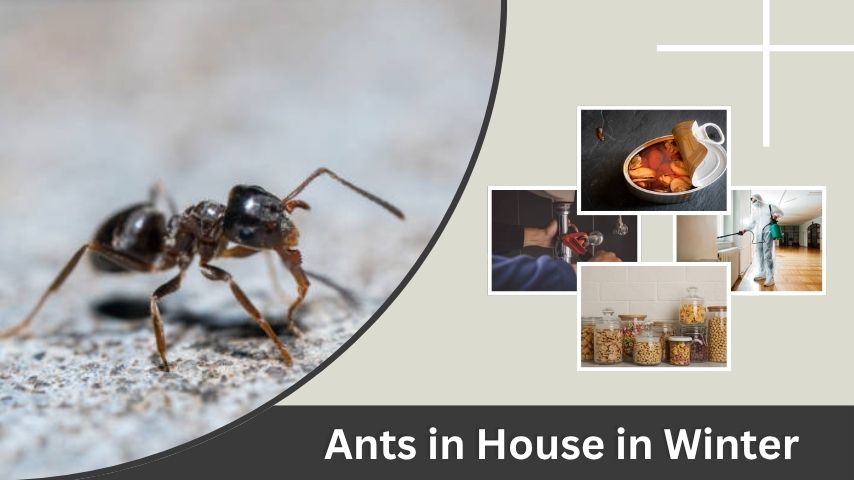 Ants in House in Winter: Causes and Solutions