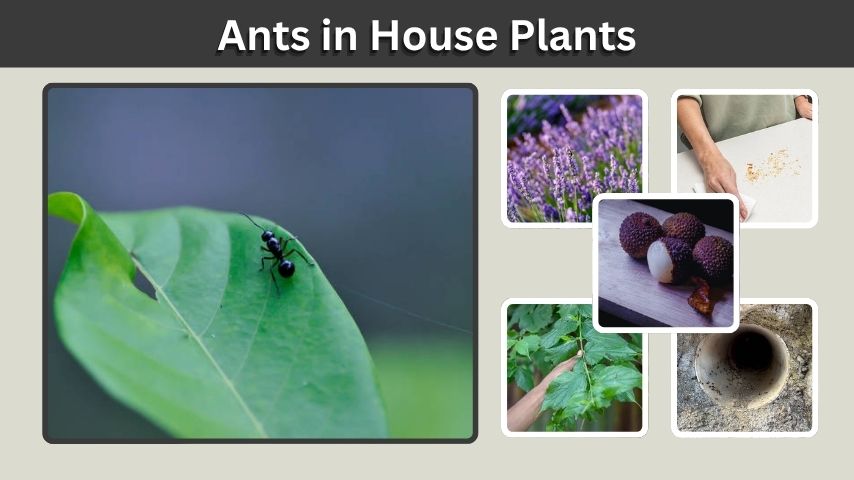 Ants in House Plants: Causes, Removal, and Prevention