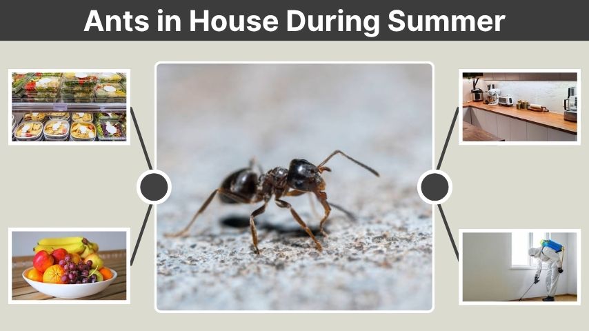 Ants in House During Summer: Causes and Solutions