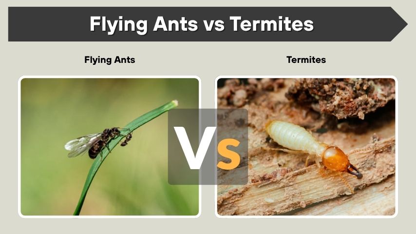 Flying Ants vs Termites: How to Tell Them Apart
