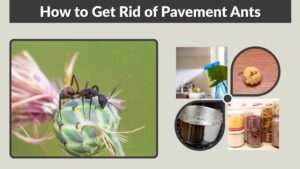 How to Get Rid of Pavement Ants Inside and Outside