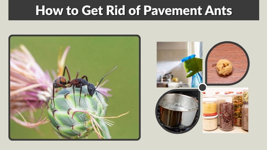 How to Get Rid of Pavement Ants Inside and Outside