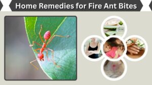 Home Remedies for Fire Ant Bites: Fast Relief Guide
