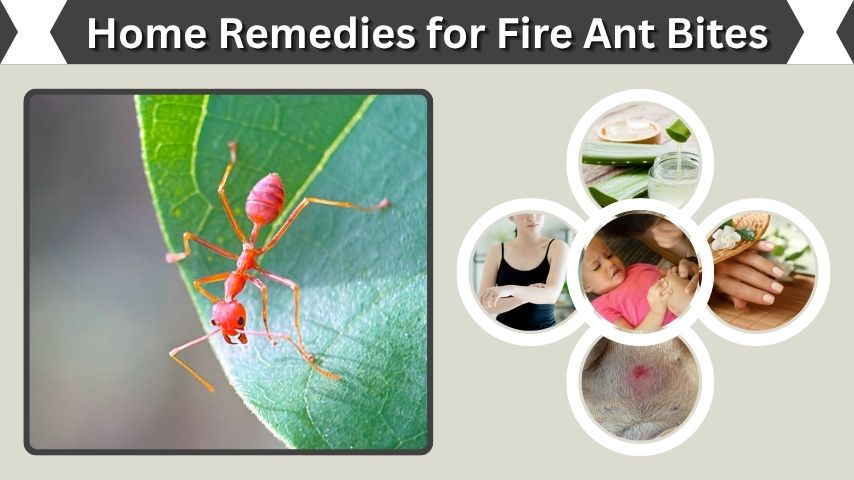 Home Remedies for Fire Ant Bites: Fast Relief Guide