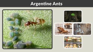 Argentine Ants: Identification, Habitat, Diet, and Control
