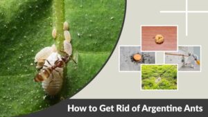 How to Get Rid of Argentine Ants Effectively