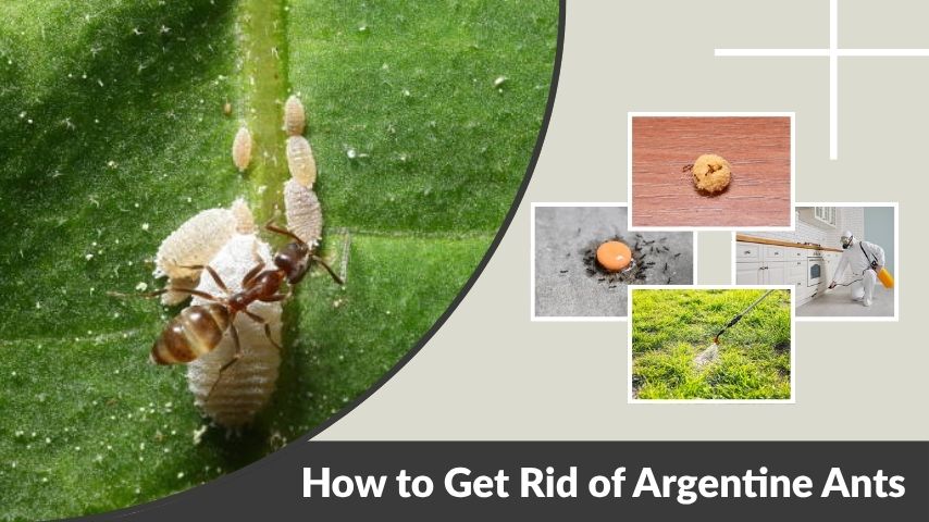 How to Get Rid of Argentine Ants Effectively