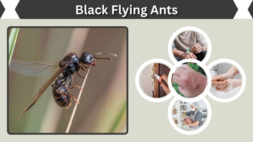 Black Flying Ants: Identification, Bites, and Removal