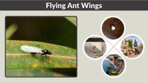 Flying Ant Wings: Why Ants Have Wings and Lose Them