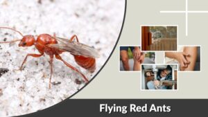 Flying Red Ants: Identification, Bites, and Removal