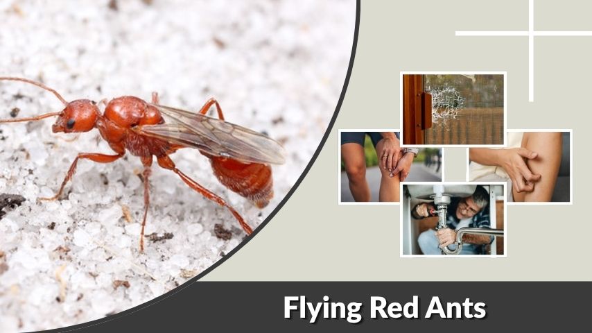 Flying Red Ants: Identification, Bites, and Removal