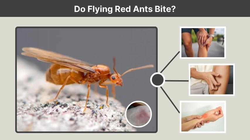 Do Flying Red Ants Bite?