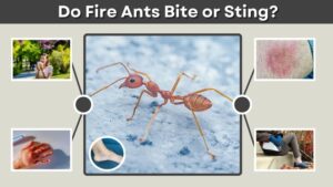 Do Fire Ants Bite or Sting? Everything You Need to Know