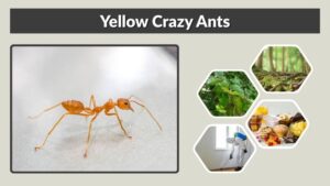 Yellow Crazy Ants: Identification, Dangers, and Control