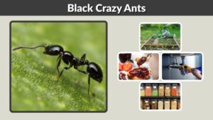 Black Crazy Ants: Identification, Risks, and Control