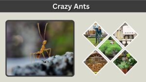 Crazy Ants in Texas, Florida, and Other Locations