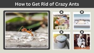 How to Get Rid of Crazy Ants in Your Home and Yard