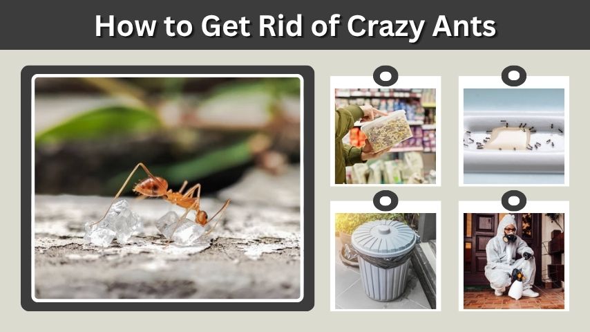 How to Get Rid of Crazy Ants in Your Home and Yard