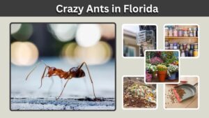 Crazy Ants in Florida: Identification, Risks, and Control