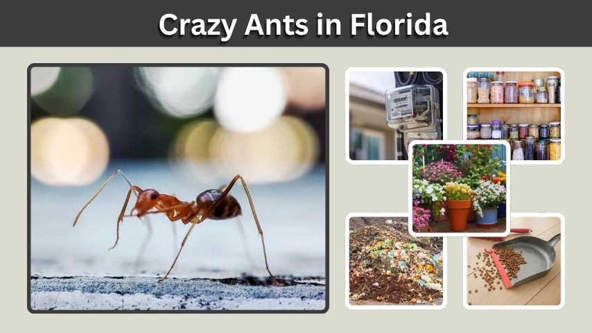 Crazy Ants in Florida: Identification, Risks, and Control