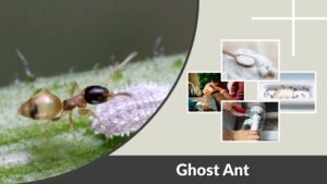 Ghost Ant: Identification, Bites, Control, and Prevention