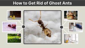 How to Get Rid of Ghost Ants in Your Home