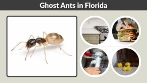 Ghost Ants in Florida: Identification, Bait, and Control
