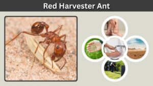 Red Harvester Ant: Identification, Sting, Habitat, and Control