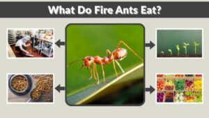 What Do Fire Ants Eat? A Complete Guide to Their Diet