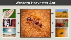 Western Harvester Ant: Facts, Sting, Queen, Diet, and Care