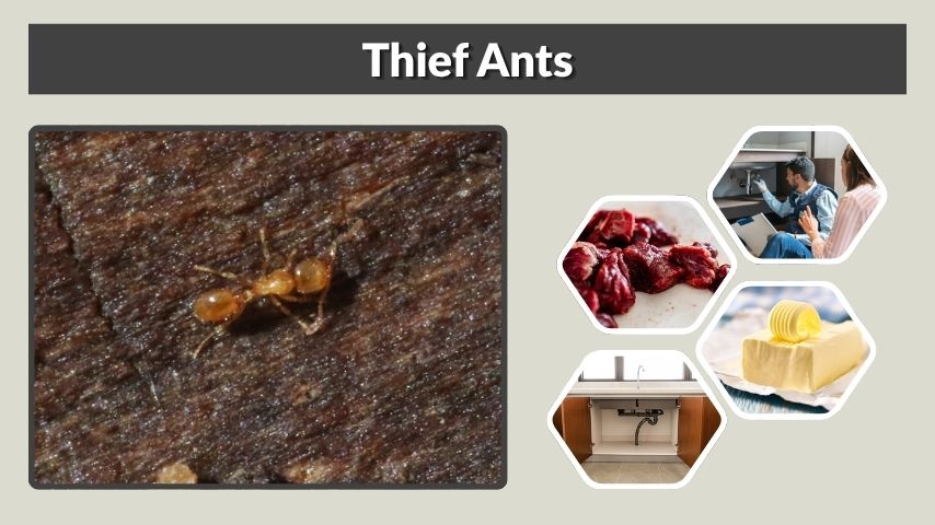 Thief Ants: Identification, Size, Nest, Bite, and Control