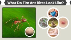 What Do Fire Ant Bites Look Like? Signs and Symptoms