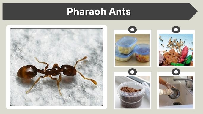 How to Get Rid of Pharaoh Ants: Bait, Control, and Prevention