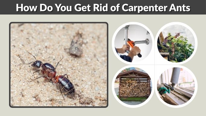 How Do You Get Rid of Carpenter Ants Permanently?