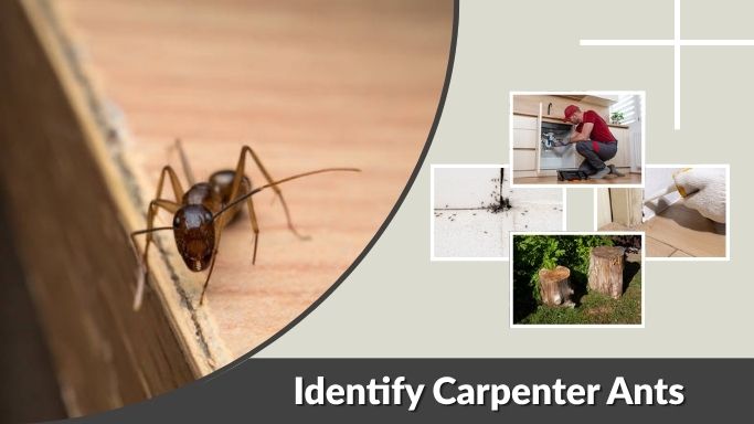 How to Identify Carpenter Ants in Your House