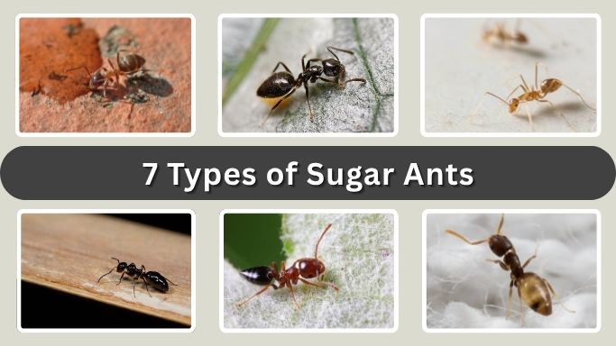 7 Types of Sugar Ants: Identification with Pictures