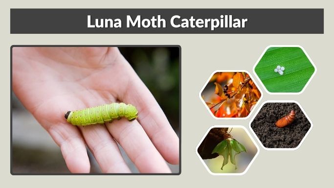 Luna Moth Caterpillar: Identification, Food and Life Cycle