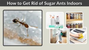 How to Get Rid of Sugar Ants Indoors Fast