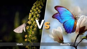 Moth vs Butterfly Difference: Wings, Antennae and Body