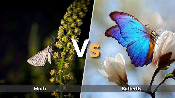 Moth vs Butterfly Difference: Wings, Antennae and Body