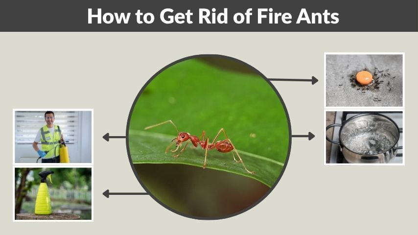 How to Get Rid of Fire Ants: Complete Removal Guide