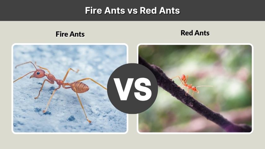 Fire Ants vs Red Ants